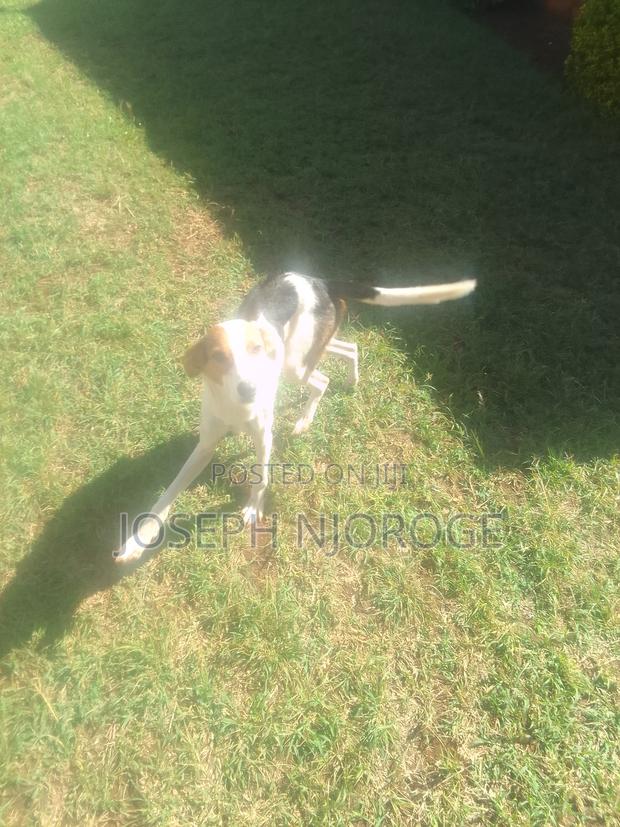 1+ year Male Purebred Jack Russell Terrier - thumbnail 5