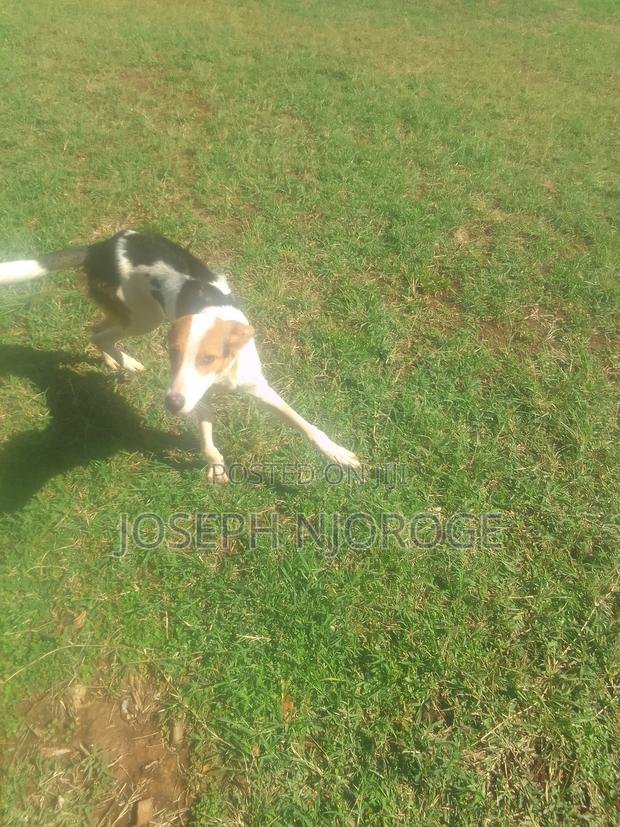 1+ year Male Purebred Jack Russell Terrier - thumbnail 6