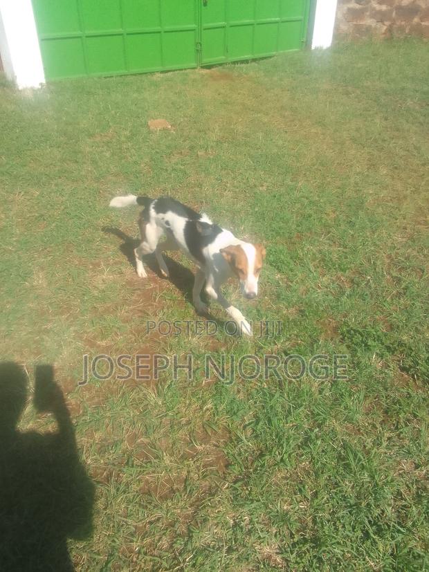 1+ year Male Purebred Jack Russell Terrier - thumbnail 7