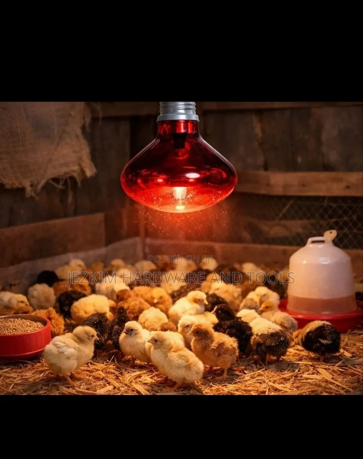 Infrared Bulb , Chicken Bulb