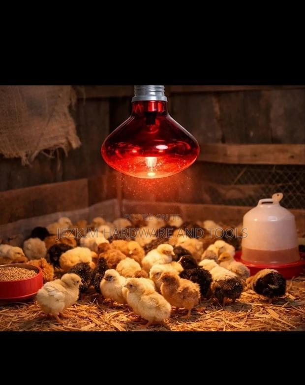 Infrared Bulb , Chicken Bulb