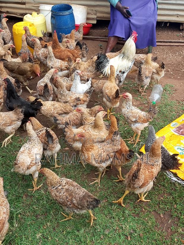 Chicken Months 4.5 - main view