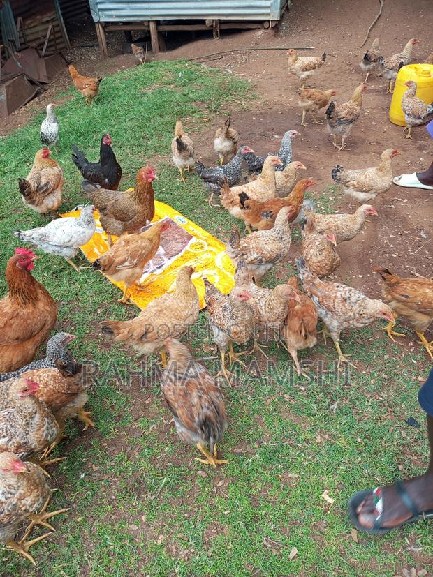 Chicken Months 4.5 - thumbnail 4