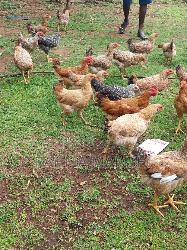 Chicken Months 4.5 - thumbnail 5