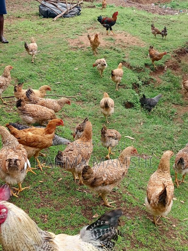 Chicken Months 4.5 - thumbnail 6