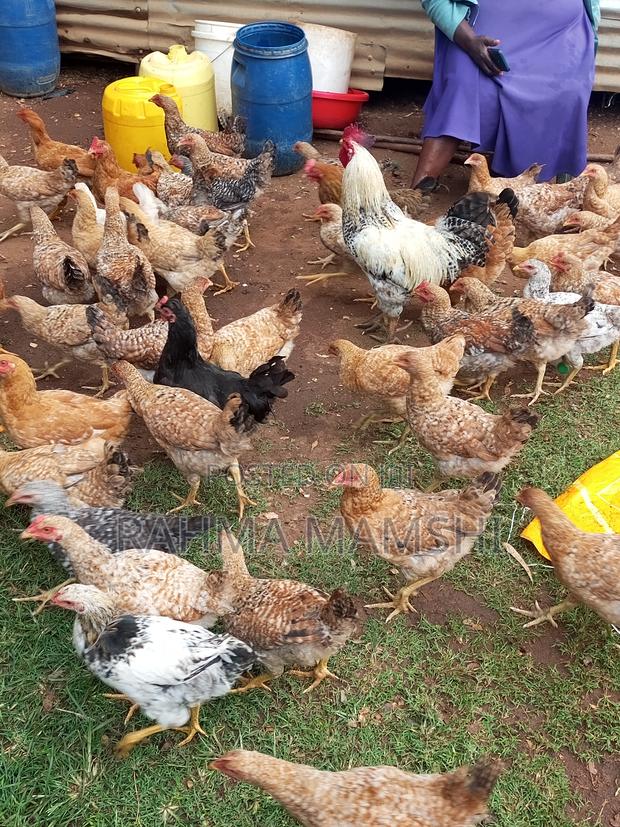 Chicken Months 4.5 - thumbnail 7