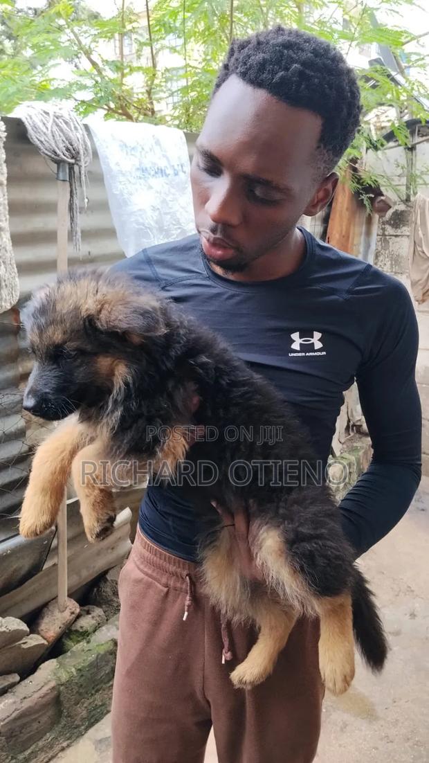 1-3 months Male Purebred German Shepherd