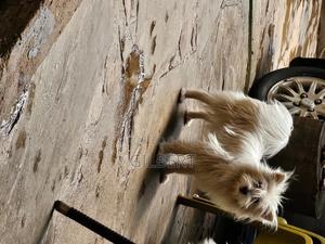 3-6 months Male Purebred Havanese - thumbnail 2
