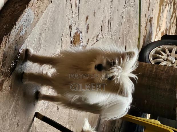 3-6 months Male Purebred Havanese - thumbnail 3