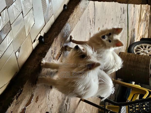 3-6 months Male Purebred Havanese - thumbnail 4
