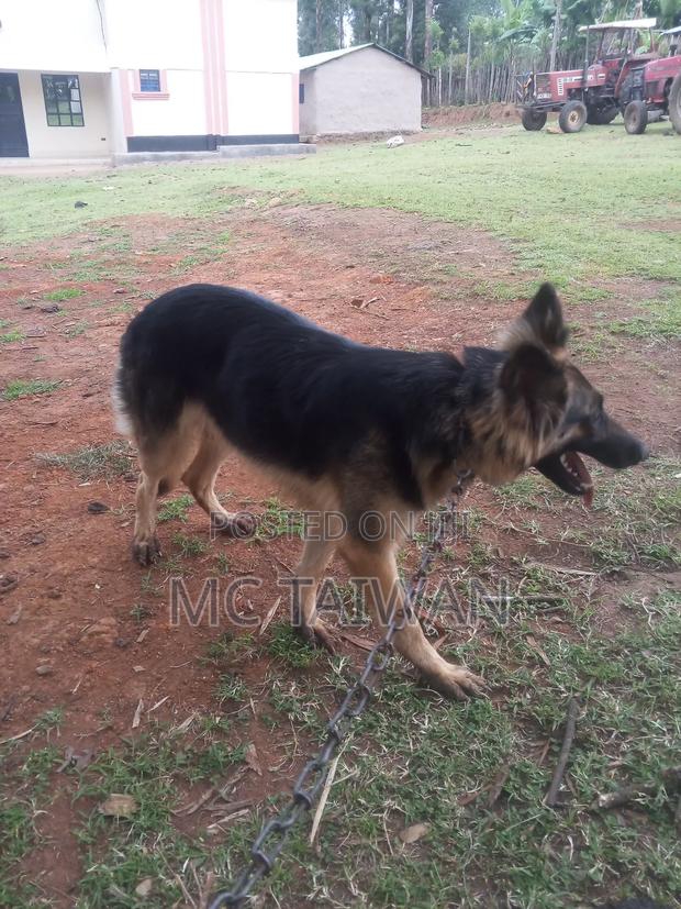 1+ year Female Purebred German Shepherd - main view