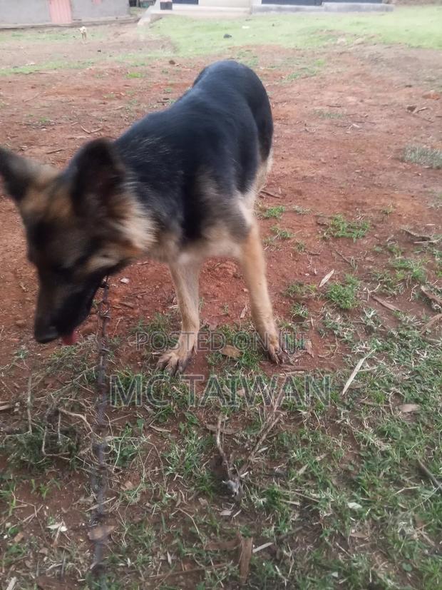 1+ year Female Purebred German Shepherd - thumbnail 3