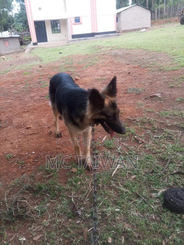 1+ year Female Purebred German Shepherd - thumbnail 4