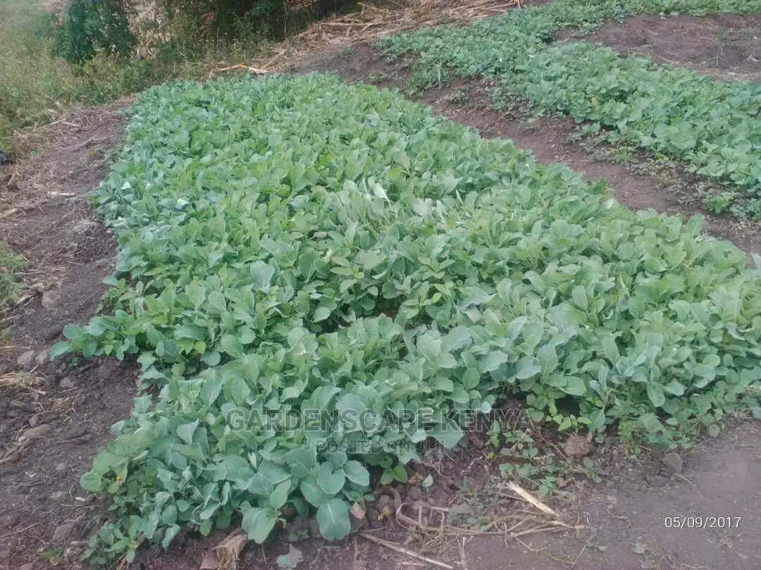 Vegetable Seedlings And Seeds