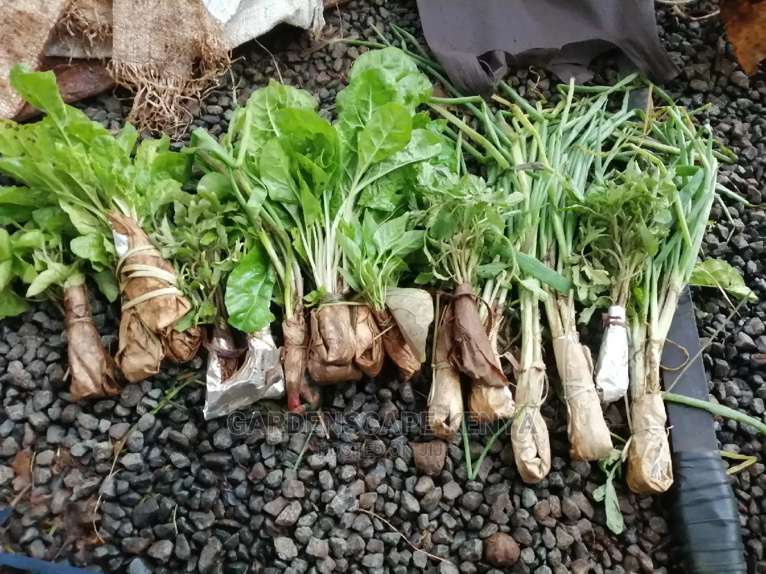 Vegetable Seedlings And Seeds