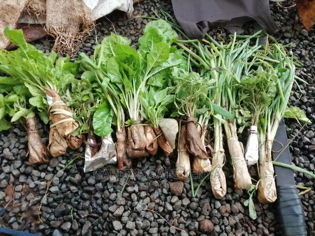 Vegetable Seedlings And Seeds - thumbnail 3