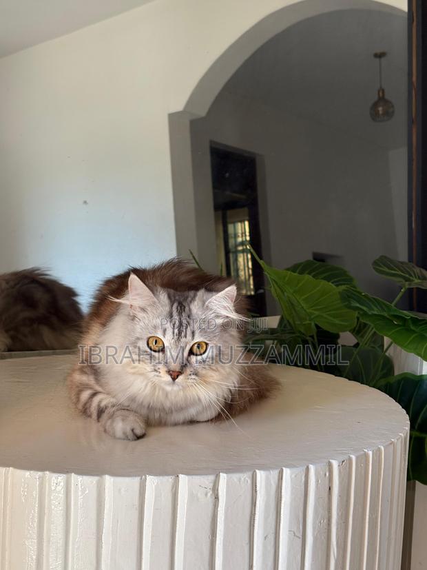 6-12 months Male Mixed Breed Persian - thumbnail 3