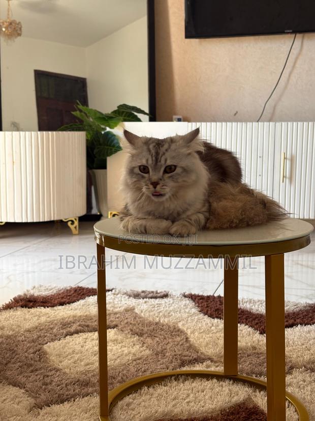 6-12 months Male Mixed Breed Persian - thumbnail 4