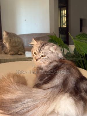 6-12 months Male Mixed Breed Persian - thumbnail 2