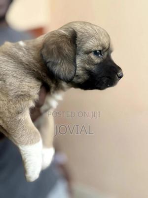 0-1 month Female Mixed Breed German Shepherd - thumbnail 3