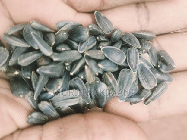 Black Sunflower Seeds - thumbnail 3