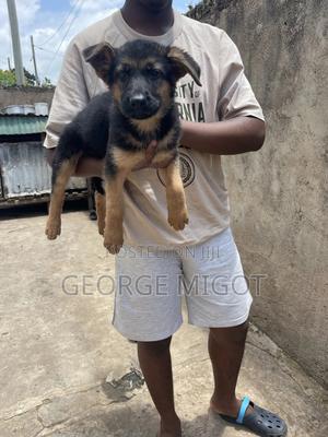 1-3 months Female Purebred German Shepherd - main view