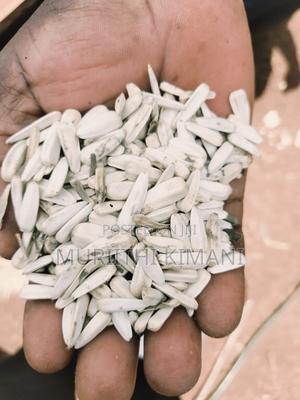 White Sunflower Seeds - thumbnail 2