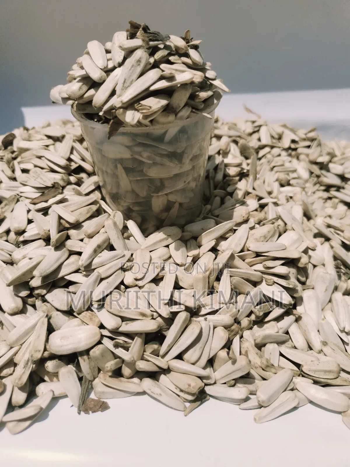White Sunflower Seeds
