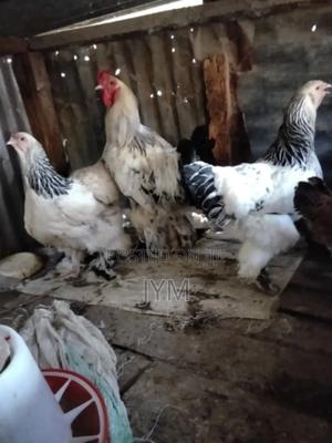 Exotic Birds - thumbnail 2