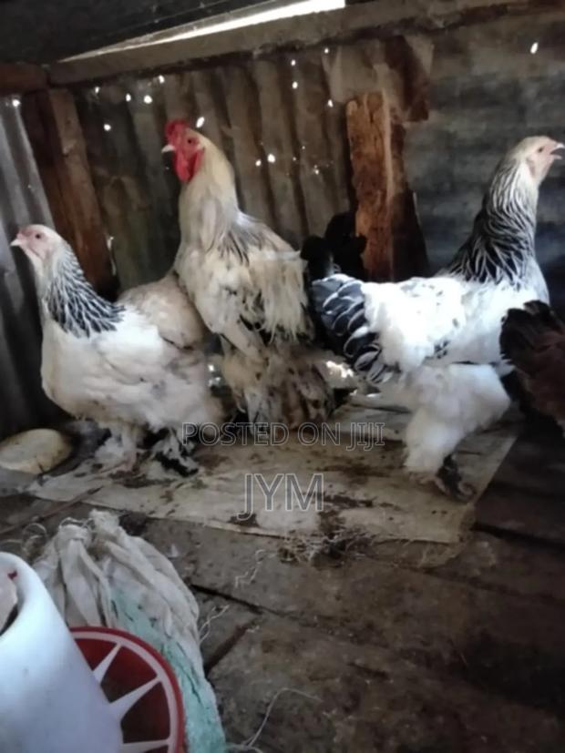 Exotic Birds - main view