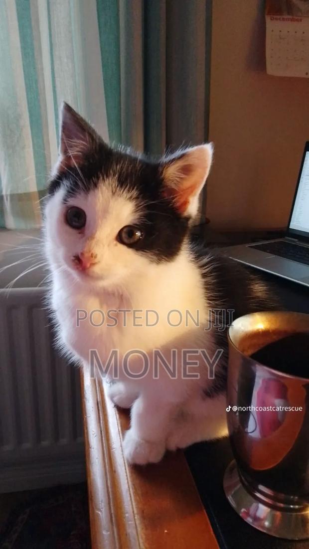 1-3 months Male Mixed Breed American Shorthair