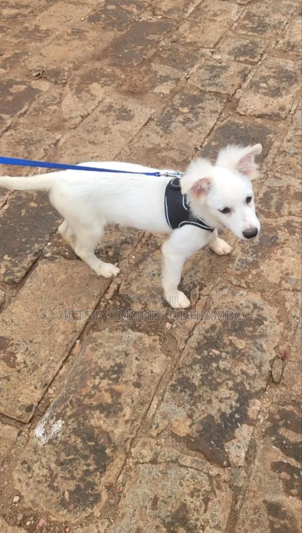 3-6 months Male Purebred Japanese Spitz - thumbnail 3