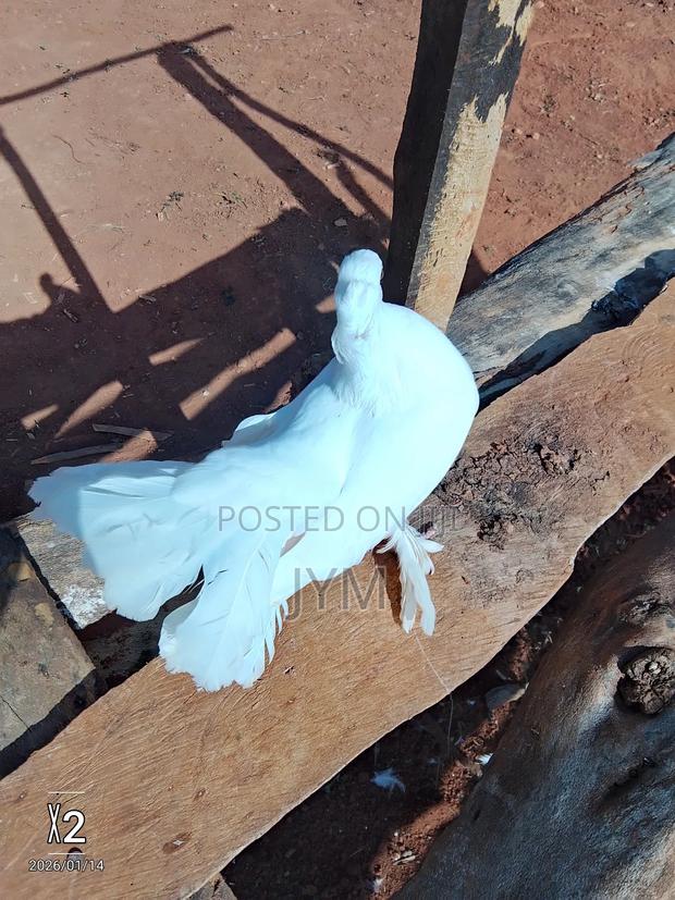 Exotic Birds - thumbnail 3