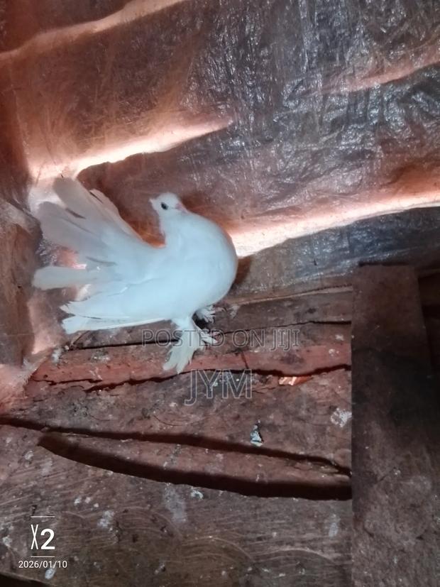 Exotic Birds - thumbnail 4