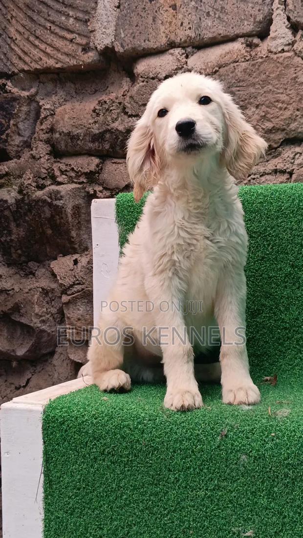 1-3 months Male Purebred Golden Retriever