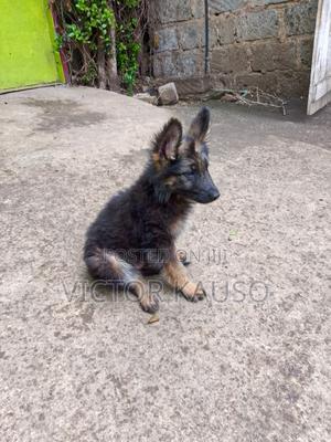 1-3 months Male Purebred German Shepherd - thumbnail 2