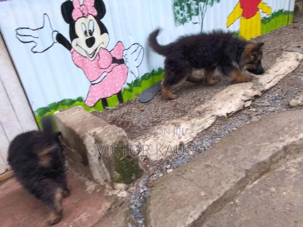 1-3 months Male Purebred German Shepherd - thumbnail 3