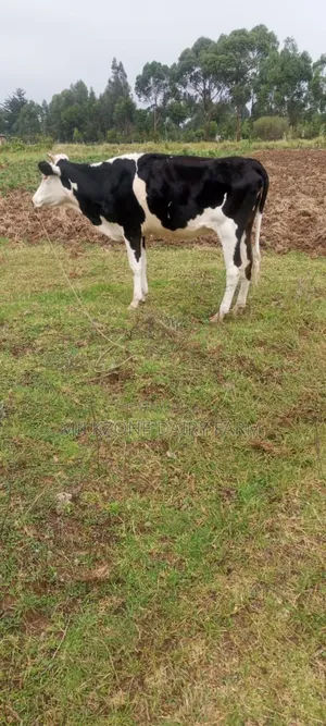 Fleckview Heifer