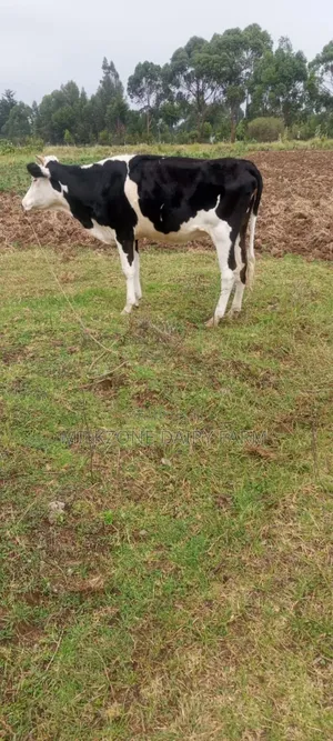 Fleckview Heifer