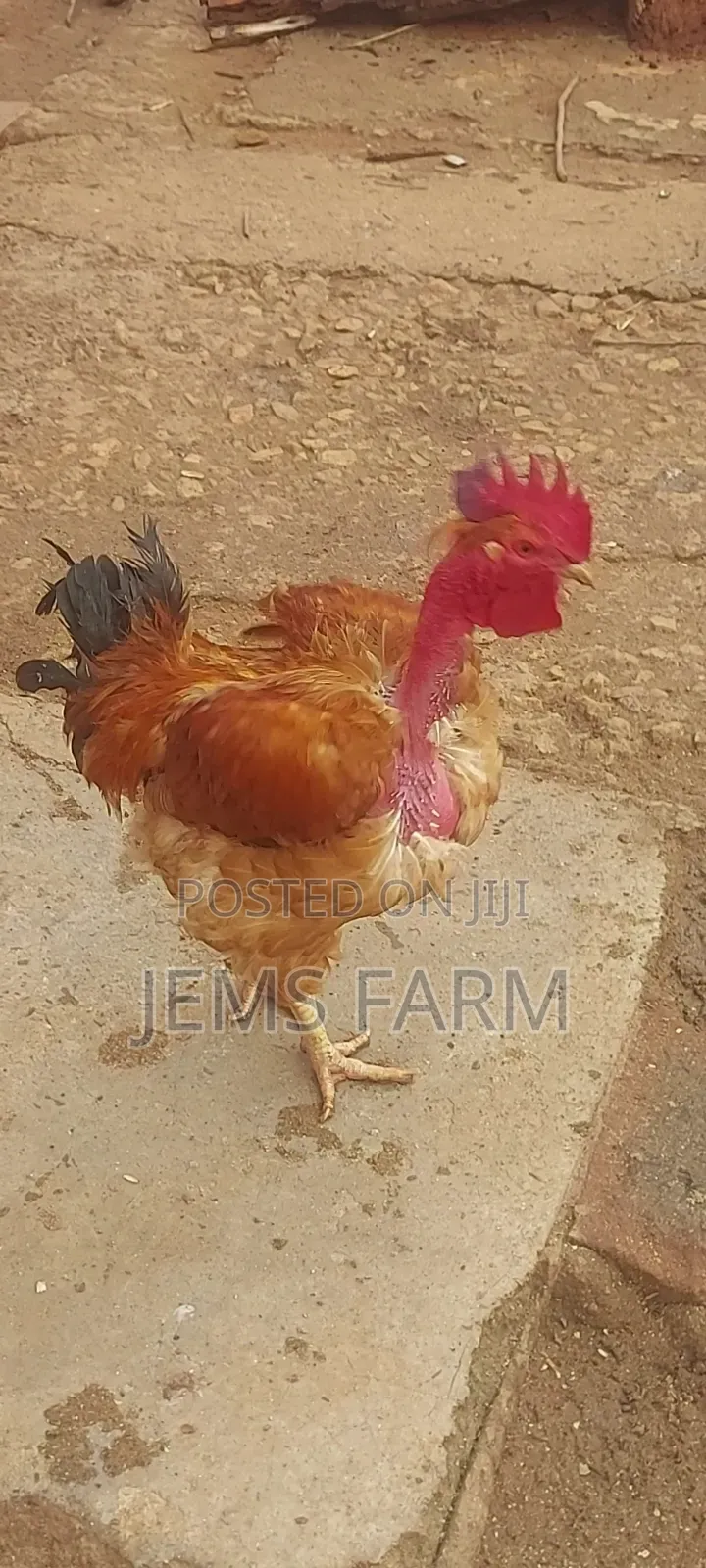 Improved Kienyeji Jogoos for Breeding or Slaughtering