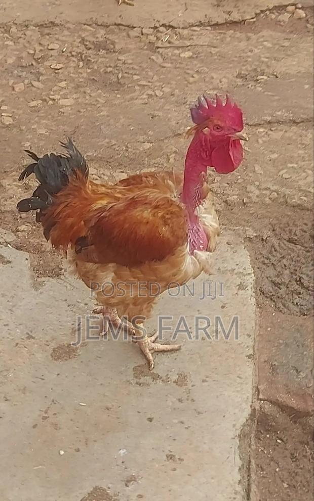 Improved Kienyeji Jogoos for Breeding or Slaughtering - thumbnail 4