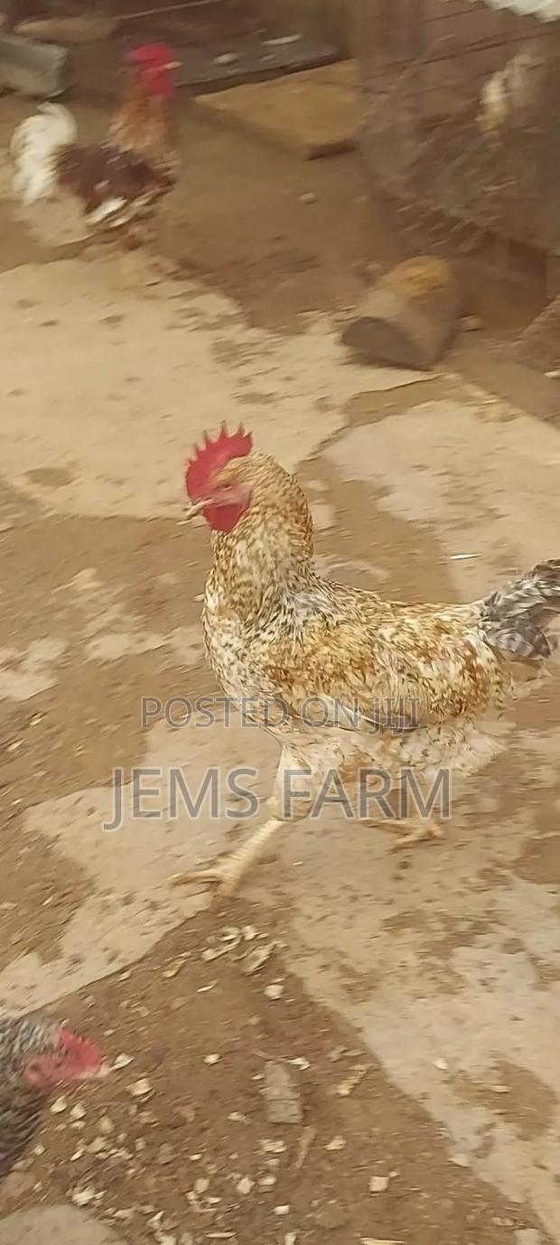 Improved Kienyeji Jogoos for Breeding or Slaughtering - thumbnail 5
