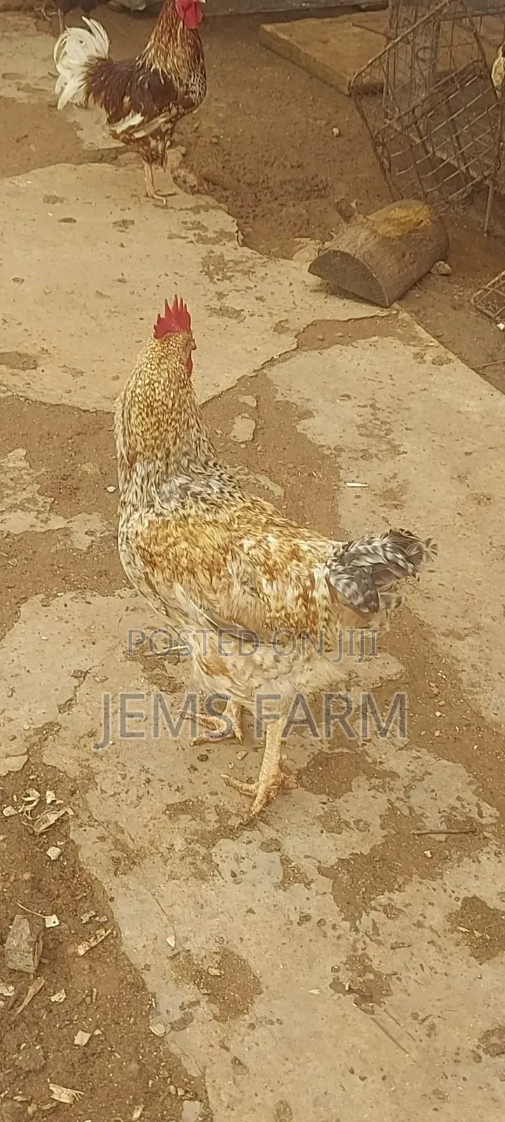 Improved Kienyeji Jogoos for Breeding or Slaughtering