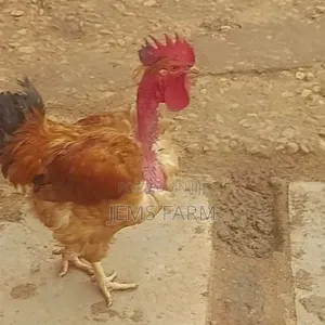 Improved Kienyeji Jogoos for Breeding or Slaughtering