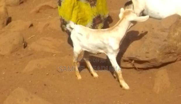 Goat Available - main view