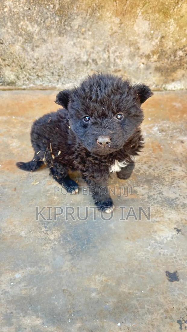 1-3 months Male Purebred German Shepherd