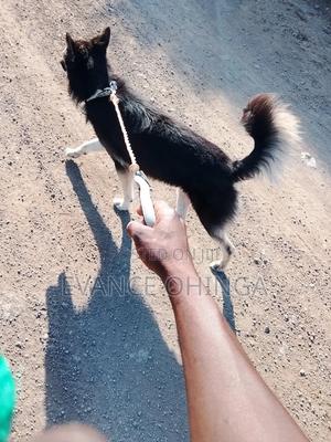 1+ year Male Purebred German Shepherd - thumbnail 2