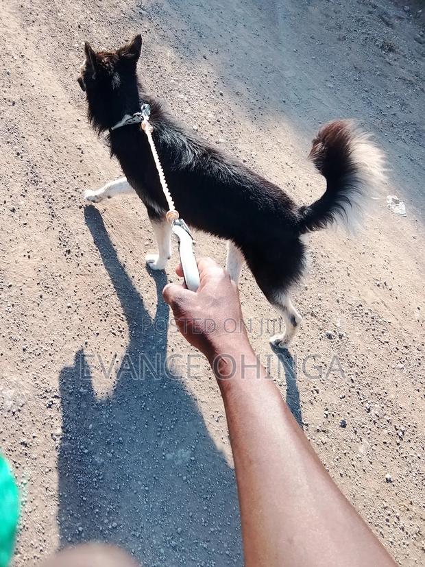 1+ year Male Purebred German Shepherd - main view