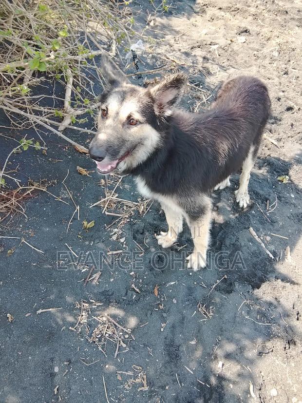 1+ year Male Purebred German Shepherd - thumbnail 3