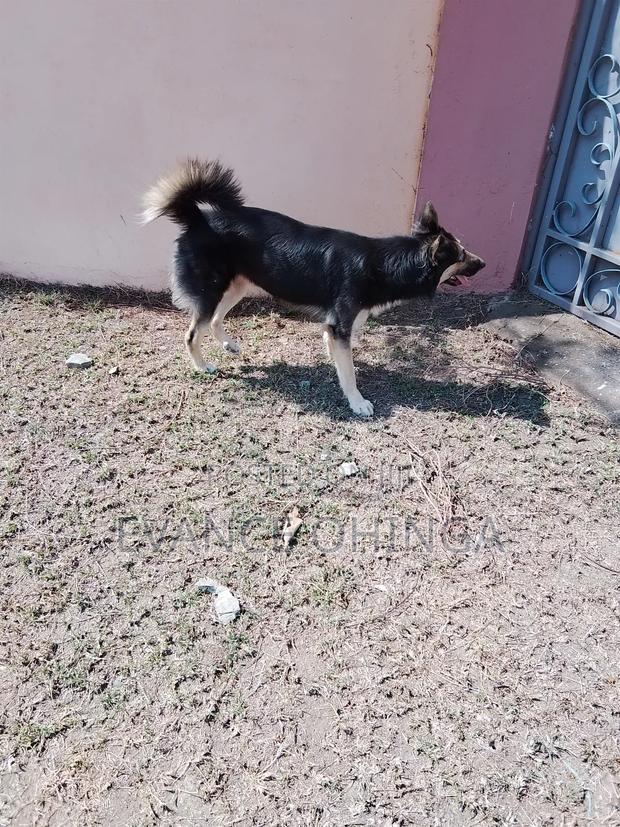 1+ year Male Purebred German Shepherd - thumbnail 4